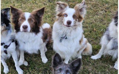 Vorrei un cane – Serata teorica (04.04.2025)